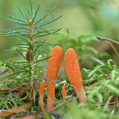 Organic Cordyceps Mushroom Tincture